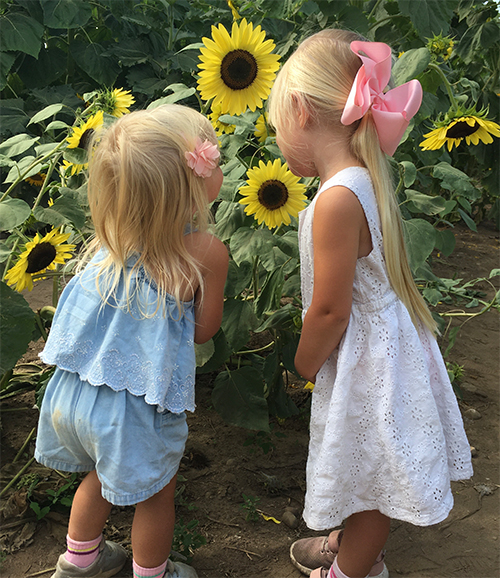 Sunflower Festival